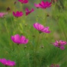 Cosmos dream